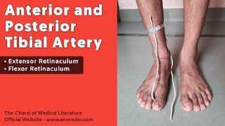 Retinaculum of Lower Limb  TCML Anatomy [upl. by Relyk]