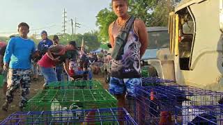 gaganda ng mga manok ngayun sa bocaue kahit papalapit namahal na araw [upl. by Ynahirb]