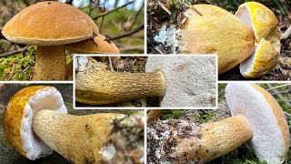 Gallenröhrling oder Steinpilz  Bitterling Bitterröhrling Bitterpilz Rosspilz Tylopilus felleus [upl. by Einnoj366]