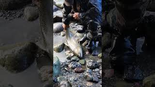 Returning a huge jumping salmon caught by fishingI ❤️ salmon fishing Vedder river Canada 🇨🇦 18 [upl. by Devland]