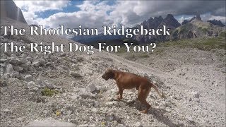 The Rhodesian Ridgeback  The Right Dog For You [upl. by Adnawat]