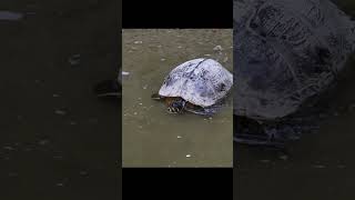 Yellow bellied slider turtle [upl. by Balthazar]