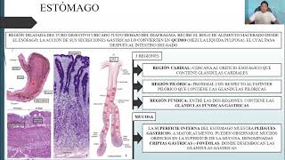 HISTOLOGÍA SISTEMA DIGESTIVO II TUBO DIGESTIVO [upl. by Inaliel]