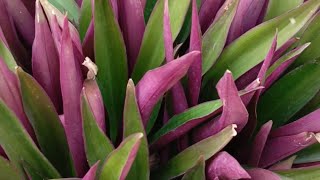 Rhoeo Tradescantia spathacea Plant Varieties Series for Indoor Placement [upl. by Anilosi365]