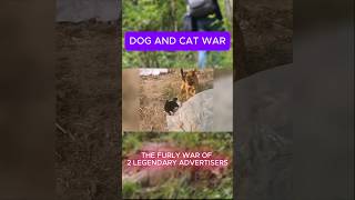 The Shocking Truth About DOG AND CAT FIGHTS [upl. by Cherlyn]