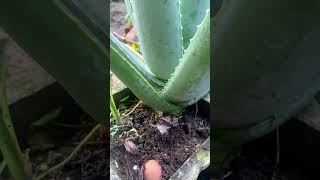 The secret to aloe vera growing fast that few people know shorts [upl. by Chelsey355]