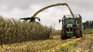 WS Livingstone amp Sons harvesting maize at Manor Farm 2024 [upl. by Deth173]