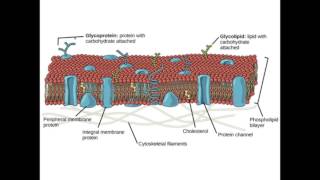 IMAT Biology  The cell Part 1 [upl. by Lamoureux]