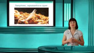 Ланцетник Тип Хордовые Часть 1 Онлайн подготовка к ЕГЭ по Биологии [upl. by Ykcor]