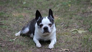 How trainable are Boston Terriers [upl. by Tarr615]