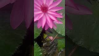 So wonderful Nymphaea rouba flower subscribe viralshort youtubeshorts [upl. by Domenico221]