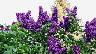 Lilac care and propagation with all updates [upl. by Staley160]