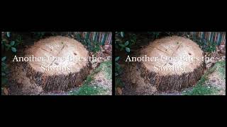 Palm Tree Removal Full SBS 3D [upl. by Photima]