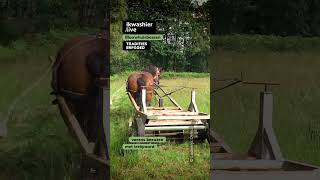 Varens kneuzen met trekpaard shorts drafthorse immaterieelerfgoed bracken ecology forestry [upl. by Ahsetra]