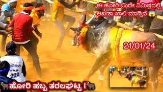 ಭಯಂಕರ ತರಲಘಟ್ಟ ಹೋರಿ ಹಬ್ಬ Taralagatta Hori Habba 💪👇 [upl. by Bazar800]