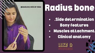 radius bone anatomy 3d  anatomy of radius bone attachments  Anatomywithdrfaiza [upl. by Licec]