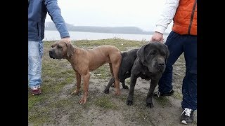 PRESA CANARIO AND CANE CORSO  MEET [upl. by Okoyik705]