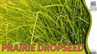 PRAIRIE DROPSEED Sporobolus heterolepis Care Guide and Tips 🌾🌿 [upl. by Harriott170]