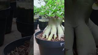 Adenium Fertilizer Flower Gardening Root Bonsai Desert Rose Plant [upl. by Rikahs]