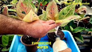 Aglaonema Big Roy Propagation process ll Division Method ll How to Propagate Aglaonema Plant ll [upl. by Eerahc]