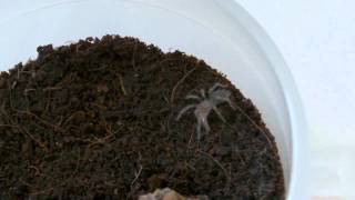 First Time Feeding  Baby Tarantula  Mexican Red Knee B smithi [upl. by Krystle]