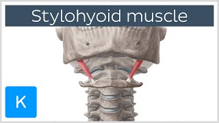 Stylohyoid Muscle  Attachments amp Function  Human Anatomy  Kenhub [upl. by Kcirrag]