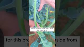 Tips to grow broccoli shorts plantingtips [upl. by Nod295]