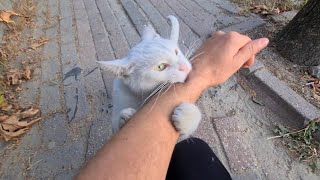 I let the Angry White Cat bite my hand Wild White Cat [upl. by Ainar]