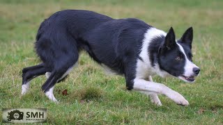 Kemi Joy 2 years old Mated to Clwyd Bob Lot 72 Dolgellau online Auction 1113 November [upl. by Bush]