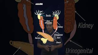 Male Reproductive System of Frog – Drop Your Answer in the Comments shorts [upl. by Htebasile]