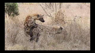 HYENAS mating and LION cubs [upl. by Ahsirhcal]