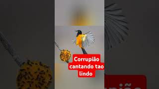 Corrupião cantando tão lindo para seu donoaves sertão nordeste fazenda [upl. by Aicirtac]