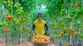 Full Video Harvesting Tomato Guava String Bean Goes To Market Sell  Daily Life Gardening [upl. by Olva]