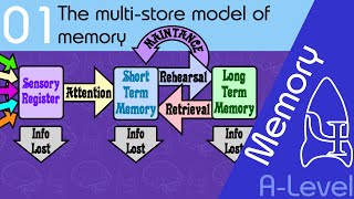 The multi store model of memory AQA ALevel [upl. by Werdnaed]