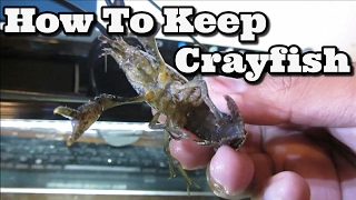 Keeping Freshwater Crayfish [upl. by Semaj900]