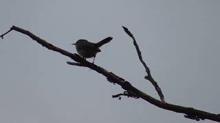 Bewicks Wren callsong [upl. by Anya]