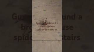 Guys just found a brown recluse spider downstairs and its big [upl. by Neelrak]