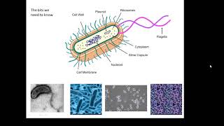 BTEC Applied Science Unit 1 Biology Prokaryotes [upl. by Hsirap750]