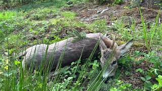 Rehbock Rehbockjagd Nachsuche Srndać lov Srndaća praćenje traga 04052024 [upl. by Grider]