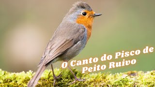 O Canto do Pisco de Peito Ruivo Erithacus rubecula [upl. by Nosreh]