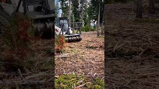 Our Mulcher In Action 💪 bobcatequipment forestrymulching mulching heavyequipment heavymachine [upl. by Elke808]