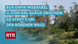 Bun enfin miserabel I So gehts dem Bündner Wald I Cuntrasts I Doku I RTR Films [upl. by Saiasi529]