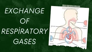 EXCHANGE OF RESPIRATORY GASES  PHYSIOLOGY  NOTES  MBBS  BAMS  BHMS  BDS [upl. by Ilagam]