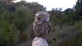 Verso della Civetta  little owl Athene noctua 133 fototrappolaggio a Corte Franca [upl. by Merkle]