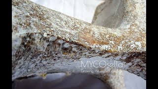 MYCOsella Growing the Mycelium Chair  Manufacture Process TimeLapse Video [upl. by Repard]