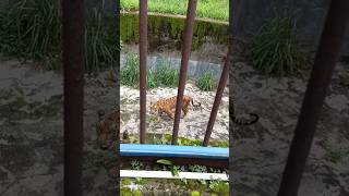 Assam State Zoo Tigers 🧡🤍🐯Satisfya Tigers 🔥shorts trendingshorts youtubeshorts tiger assam [upl. by Estis468]