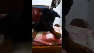 Chini episode part2😆 explore funny doglover rottwiler foryou shorts susmitachinii5216 [upl. by Enyr342]