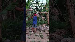 Dad harvesting bananas Biliran Island Philippines [upl. by Htez]