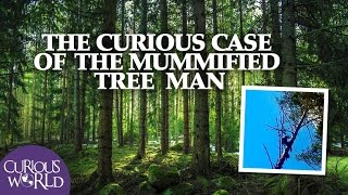 The Curious Case of the Mummified Tree Man [upl. by Mahda596]