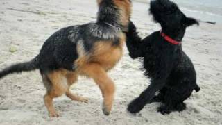 Giant Schnauzer and German Shepherd puppies playing [upl. by Ycul]